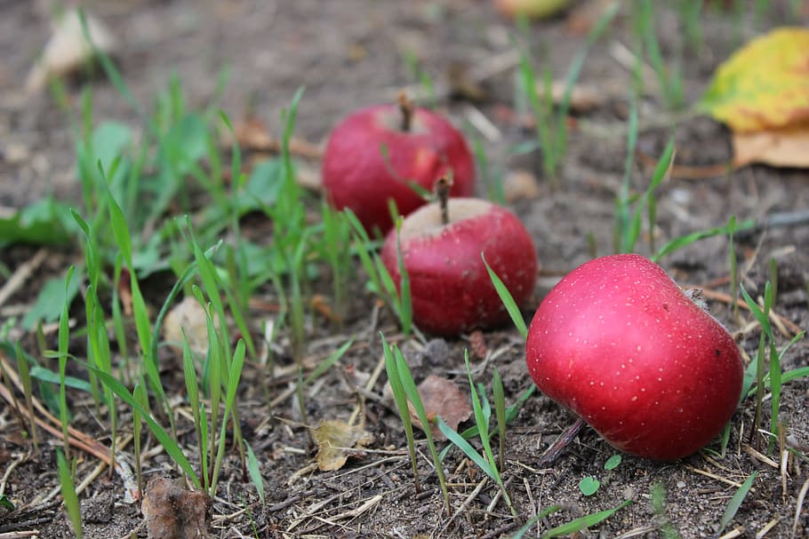 windfall, apple, red, compost, food and drink, food, fruit, freshness, healthy eating, plant