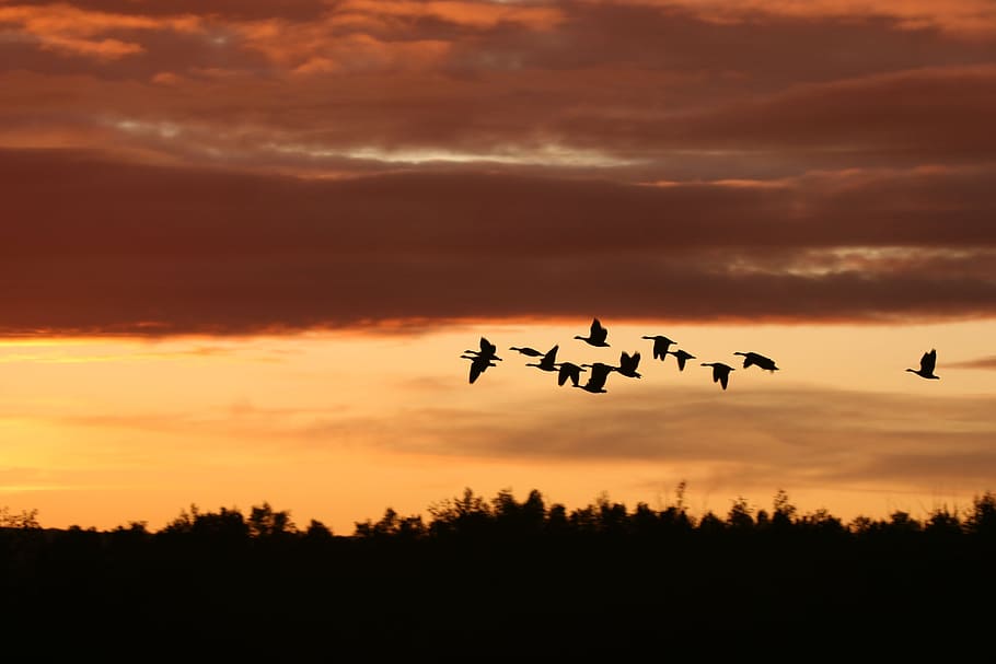 migrating birds, sunset, nature, birds, sky, wildlife, landscape, migrating, silhouette, flying