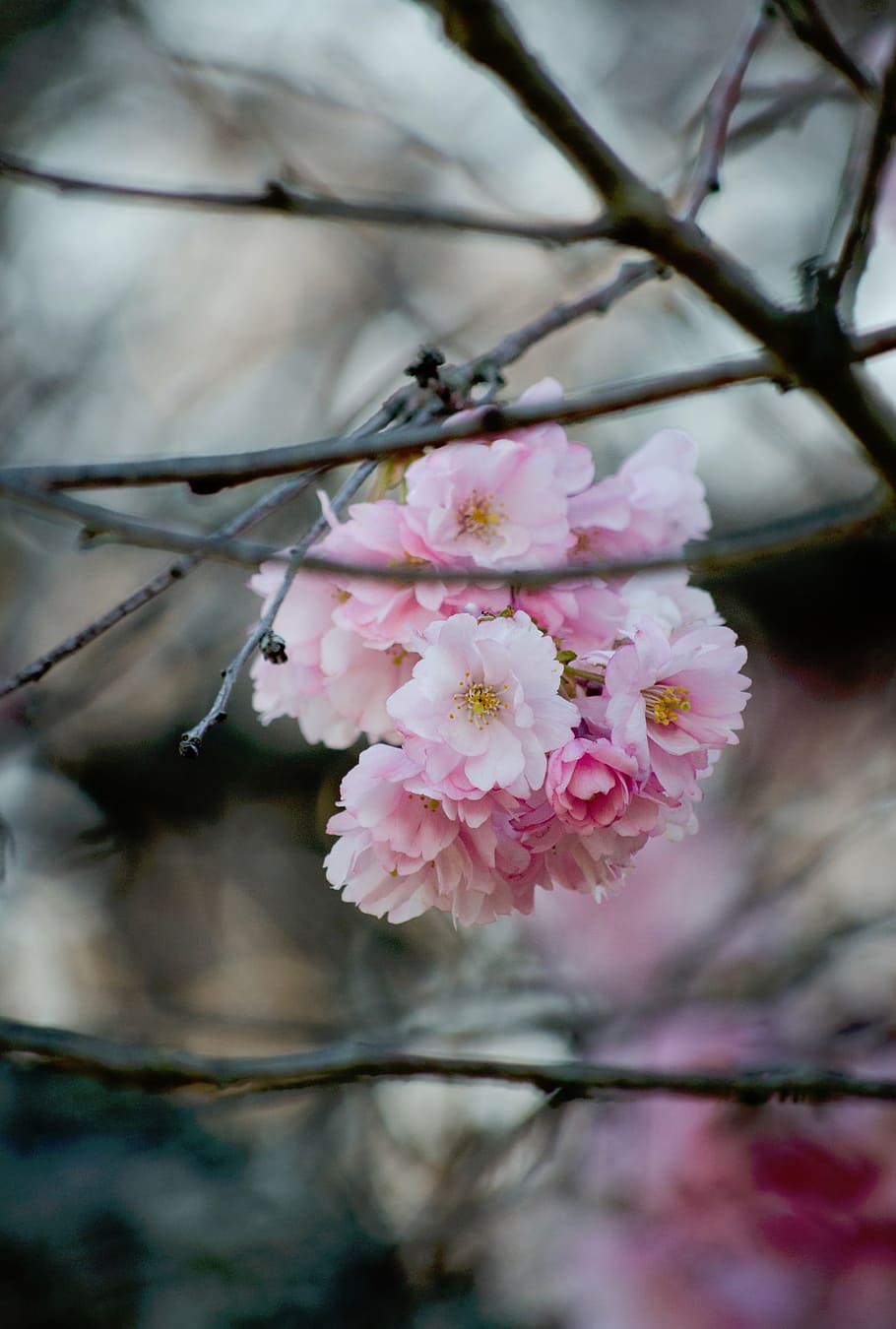pink, blossom, tree, closeup, nature, plants, branches, flower, petals, bloom