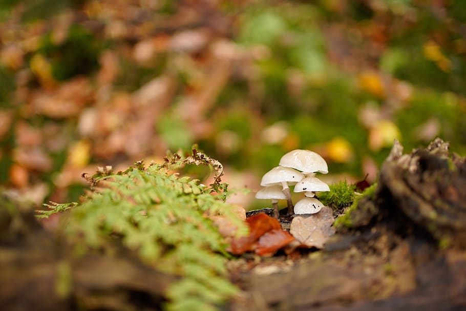 nature, fungus, mushrooms, autumn, forest, toxic, foam, spotted, fall, red