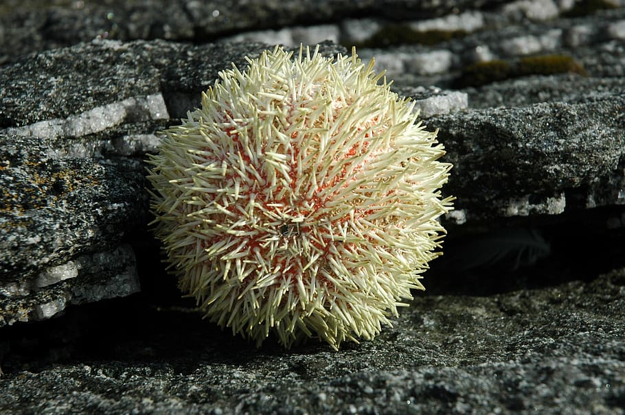 sea urchins, ball, rock, spur, coast, solid, nature, rock - object, sea, animal