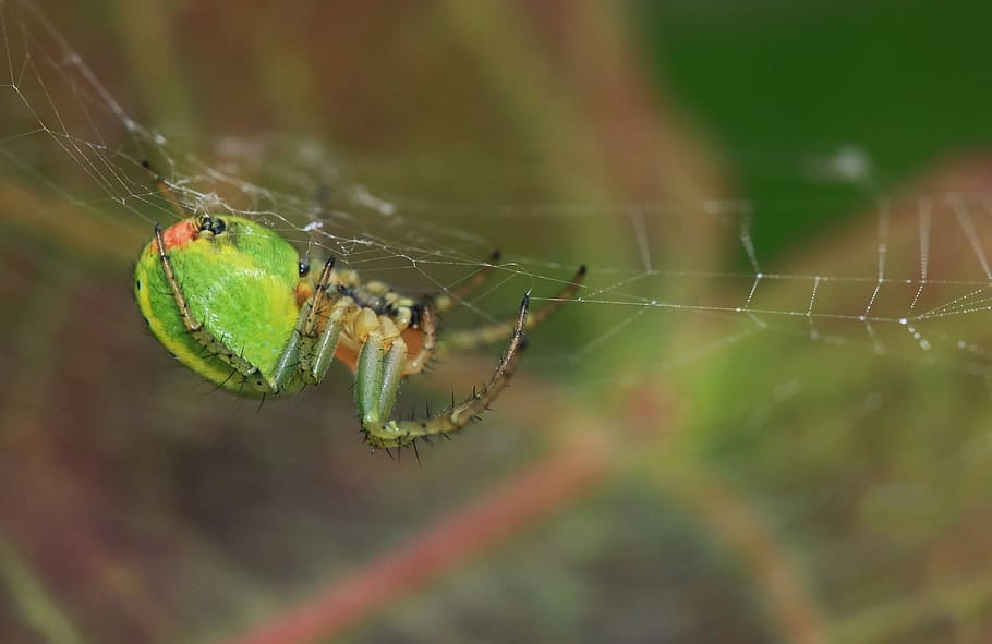 Melon, Spider, Network, Nature, melon spider, close, cobweb, insect, macro, macro photography