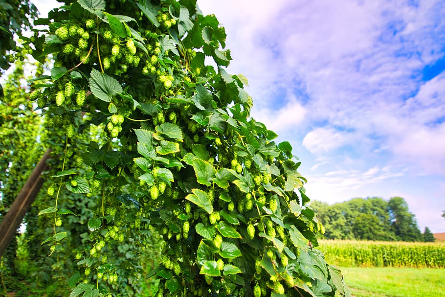 hops, umbel, hop vines, hops fruits, plant, growth, green color, sky, tree, beauty in nature