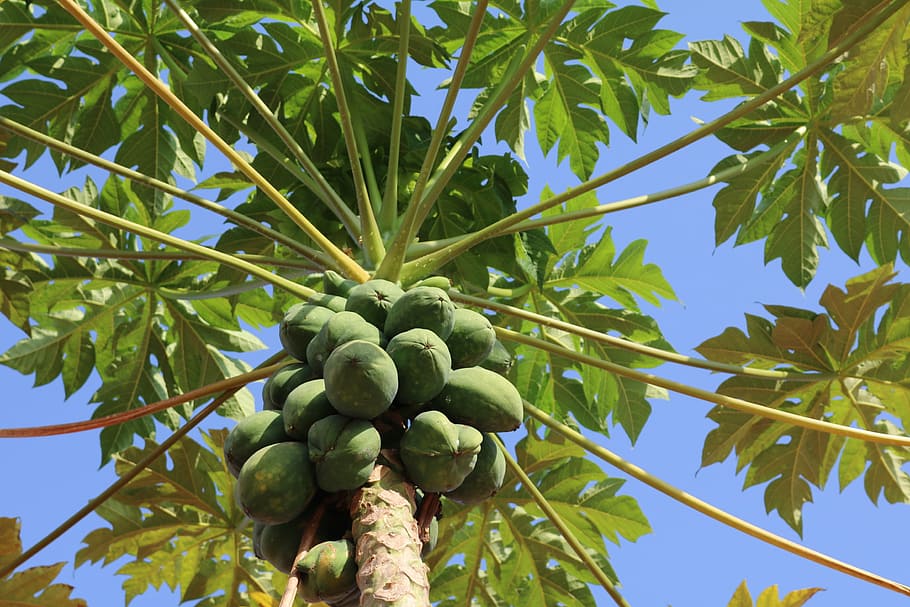papaya, tree, fruits, exotic, plant, tropical, fruit, healthy eating, food, food and drink
