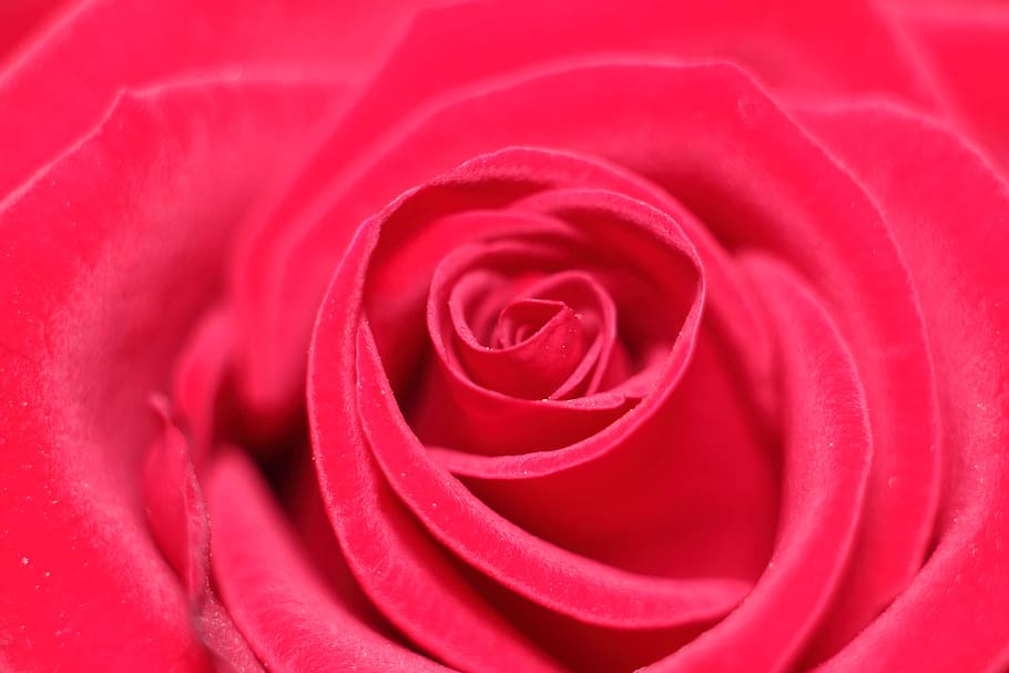 rose, love scam, love, attachment, flower, rose - flower, flowering plant, red, beauty in nature, full frame