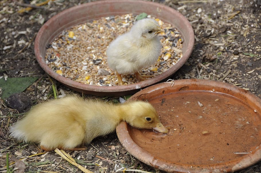 chicks, duck, chicken, natural breed, poultry, animals, young bird, fluff, drink, animal