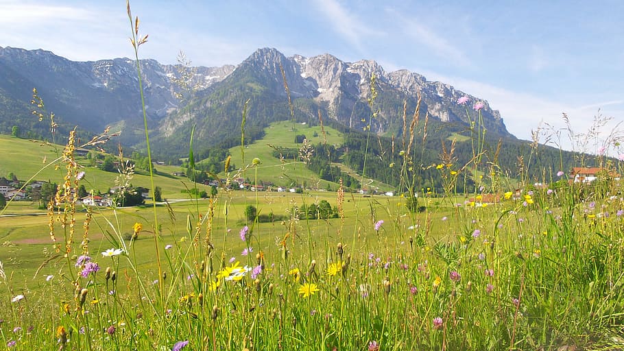 mountain meadow, spring, meadow, flowers, alpine, mountains, summer meadow, grasses, kaiser mountains, flower meadow