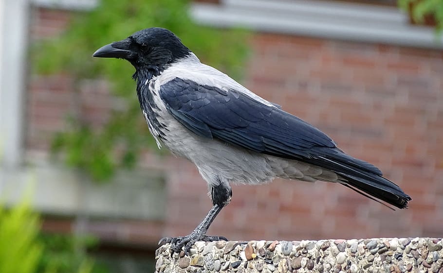 hooded crow, carrion crow, crow, raven bird, sparrow bird, plumage, corvus corone, grey black, bird, one animal