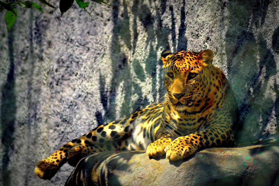 leopardo, chita, atitude, animal, zoológico, pantera, exótico, temas de animais, animais selvagens, gato grande