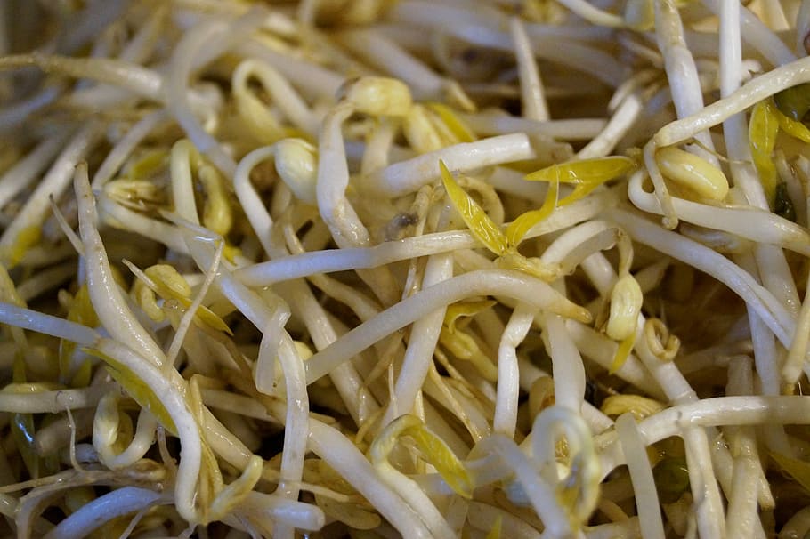 Mung Beans, Bean Sprouts, Seedlings, vegetables, food, eat, close-up, indoors, day, food and drink