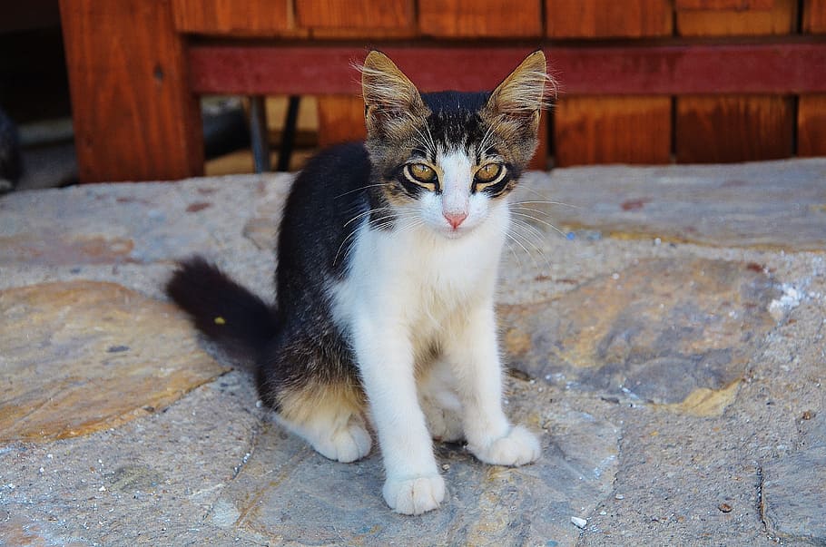 short, fur, black, white, kitten, black and white, cat, cute cat, cat face, animal