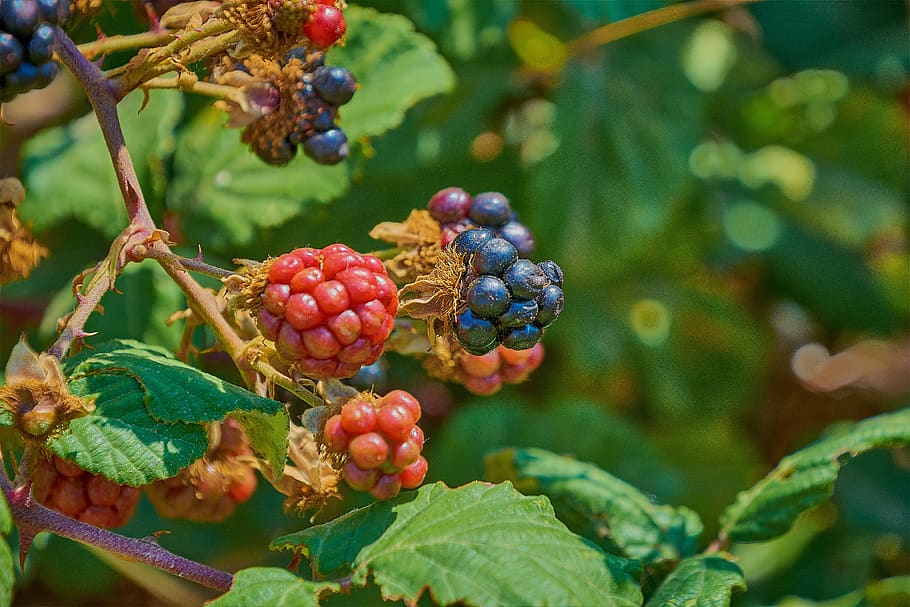 blackberries, zarza, wild, fruit, blackberry, food, healthy eating, food and drink, growth, plant part