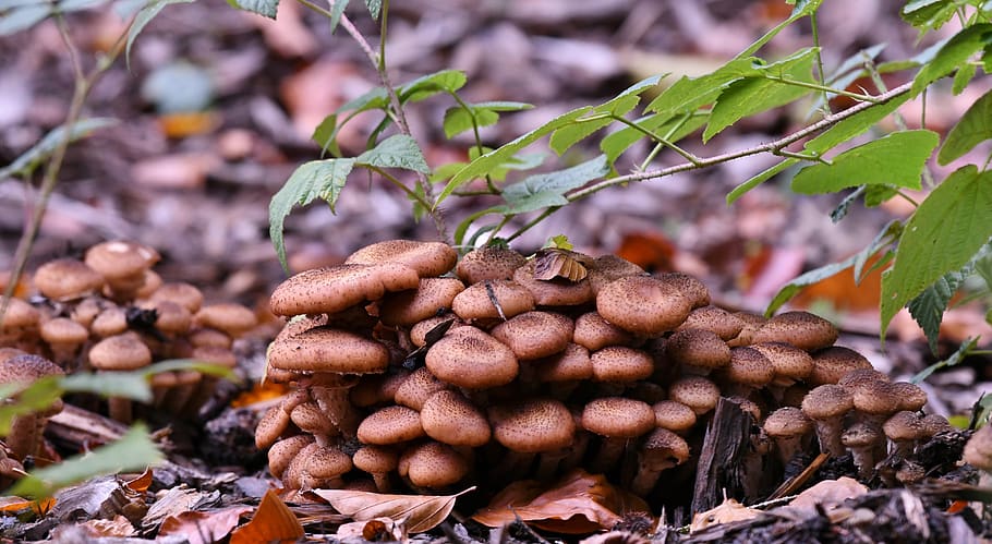 Mushrooms Forest Autumn Brown Season Forest Floor Food