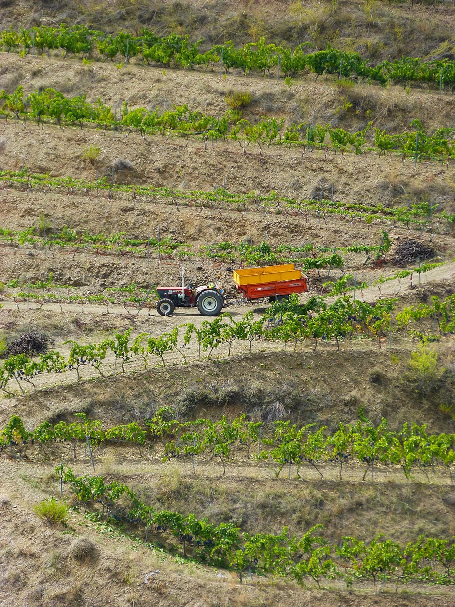 vineyards, priorat, tractor, viticulture, terraces, fields, farm work, countryside, grapes, wine production