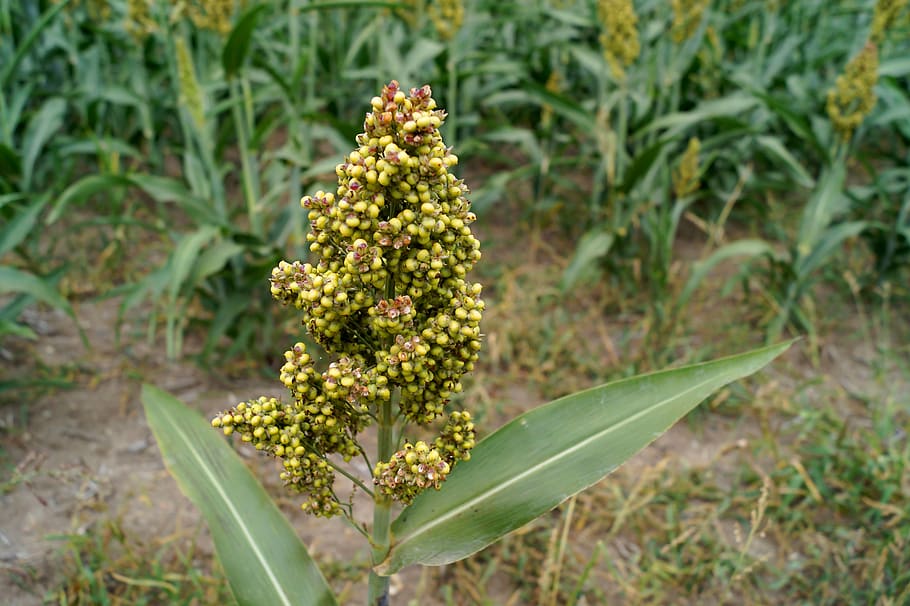 millet, cereals, agriculture, nutrition, plant, healthy, growth, beauty in nature, flower, field