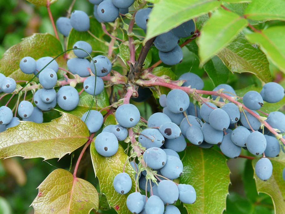 berries, blue, fruit, plant, ordinary mahogany, stechdornblättrige mahonie, mahonia aquifolium, mahonie berberitzengewächs, berberidaceae, plant part