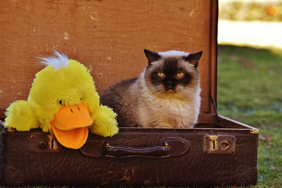 siamese cat, brown, leather suitcase, gray, black cat, white duck, plush toy, luggage, antique, cat