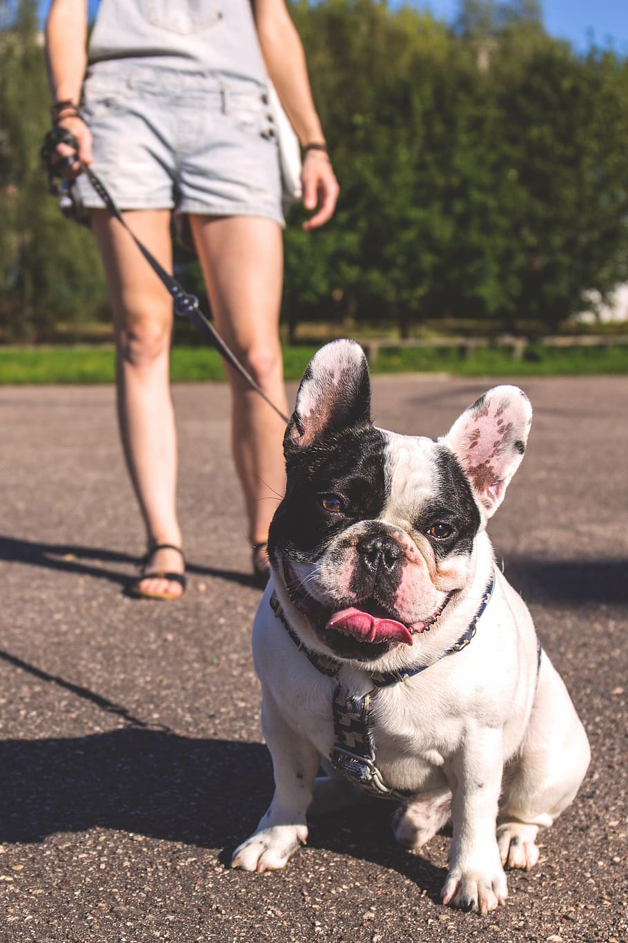 grown white french bulldog