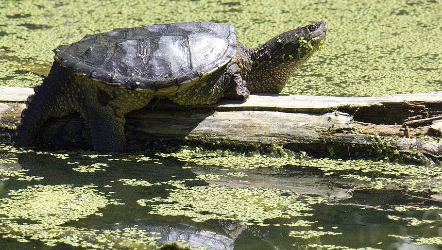 snapping turtle, turtle, swamp, resting, reptile, water, animal themes, nature, animal, animals in the wild