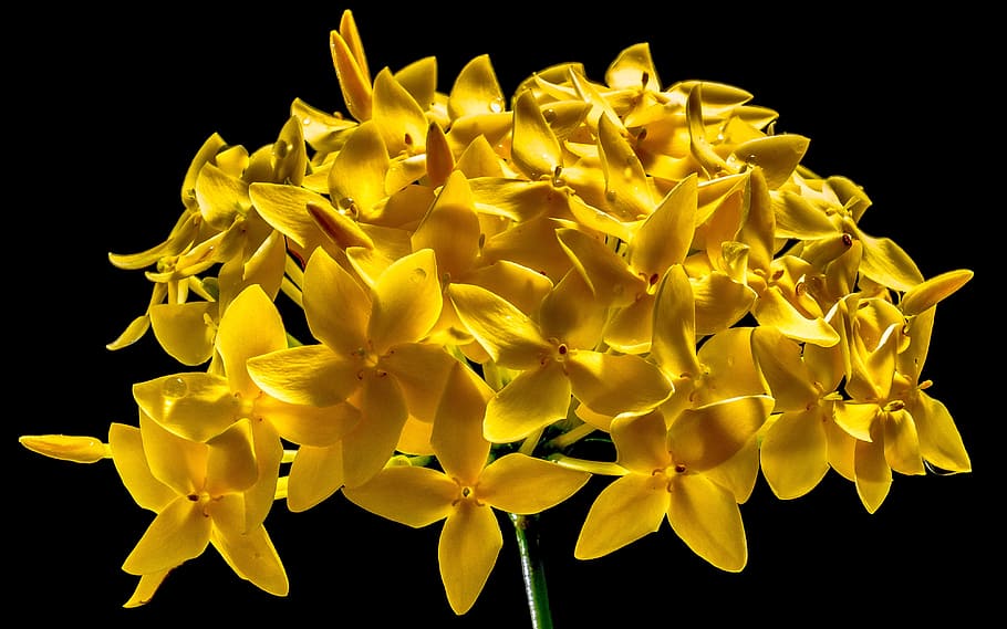 黄色の五花弁の花, 花, 黄色, 閉じる, 開花植物, 黒背景, 脆弱性, 頭花, 花弁, 自然の美しさ