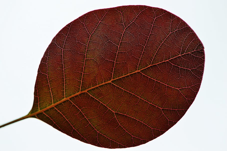 ovate brown leaf, leaf, plant, nature, red, sport, brown, textured, single object, studio shot