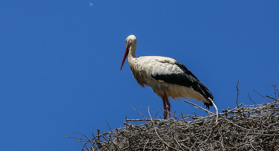 stork, ave, nest, peak, bird, animals, bell tower, wings, white stork, flight
