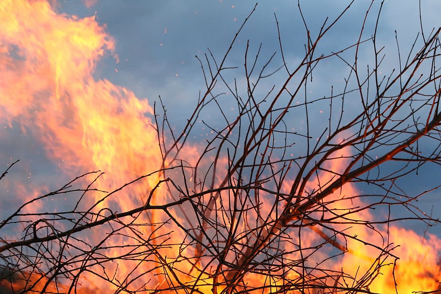 burning withered branches, fire, brand, bush, wood fire, flame, hot, aesthetic, burn, orange color