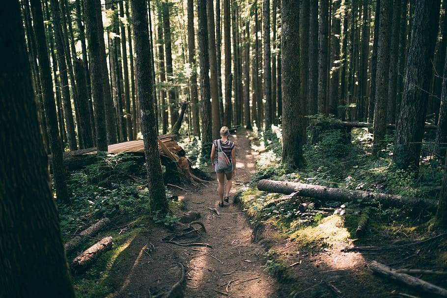 woman, walking, inside, forest, green, trees, plant, nature, woods, logs