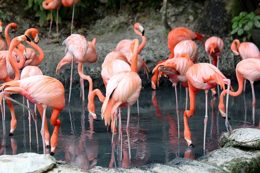 flamingo, tubuh, air, siang hari, phoenicopterus roseus, alam, burung, flamingo merah muda, ras berbulu, kelompok