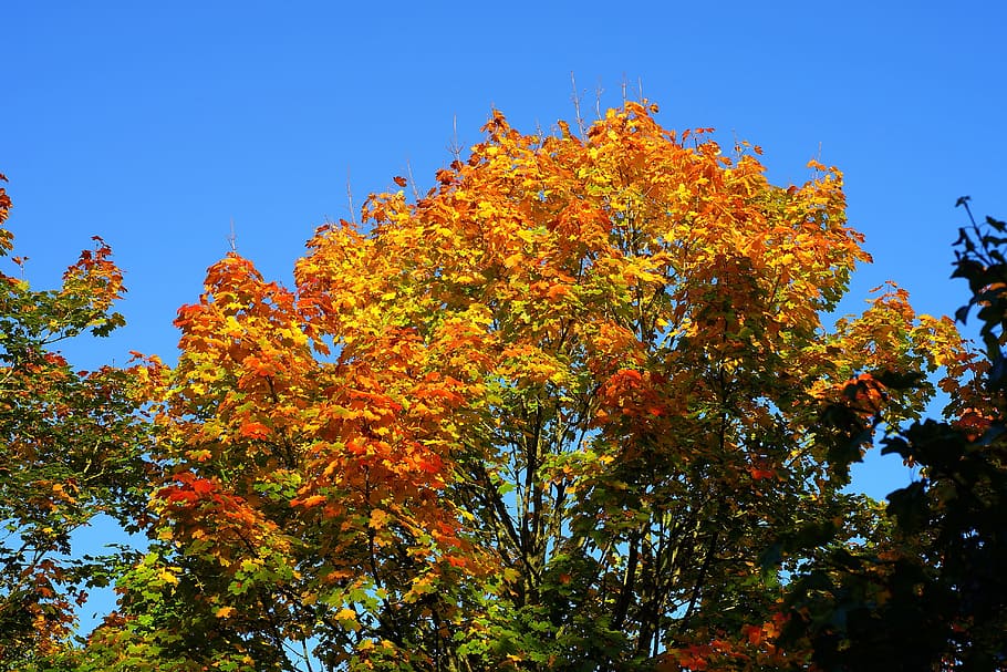 pohon, daun, warna-warni, musim gugur, perubahan warna, cabang, alam, emas, kanopi, perubahan