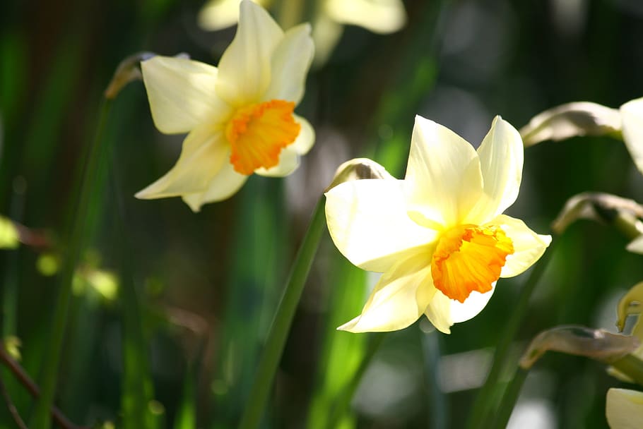pentecost lilies, daffodils, easter, bulbs, flowers, garden, narcissus, spring flowers, flowering plant, flower