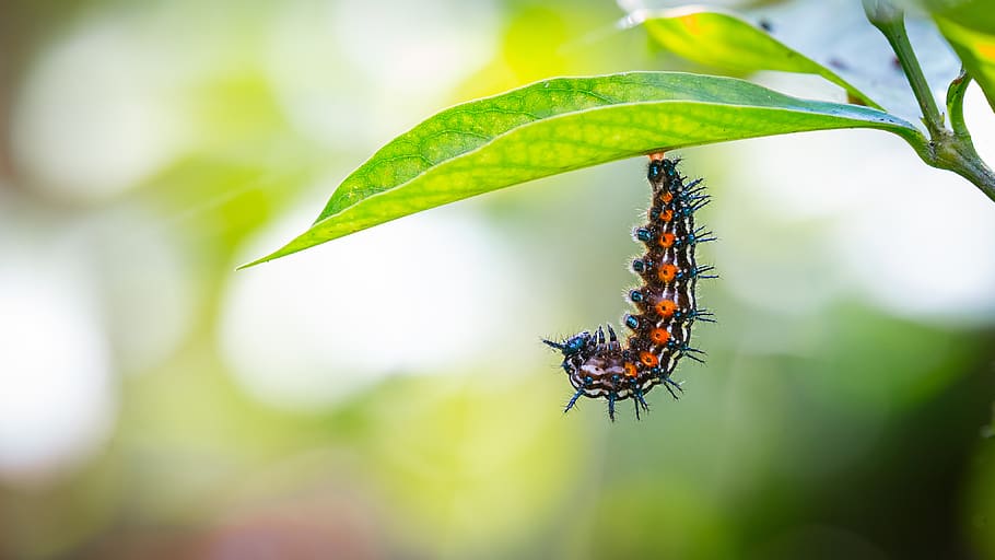 caterpillar, cocoon, butterfly, indonesia, orange, travel, metamorphosis, insect, nature, wildlife