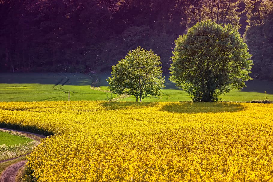 two green trees, landscape, nature, plant, oilseed rape, field of rapeseeds, trees, yellow, green, sunny