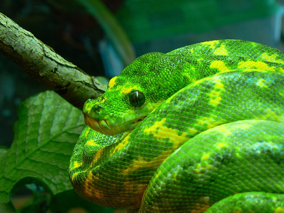 green tree python, snake, coiled, wildlife, nature, tree, branch, exotic, reptile, morelia viridis