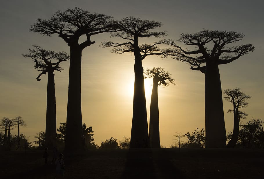 madagascar, baobabs, tree, baobab, nature, trunk, africa, twilight, landscape, plant