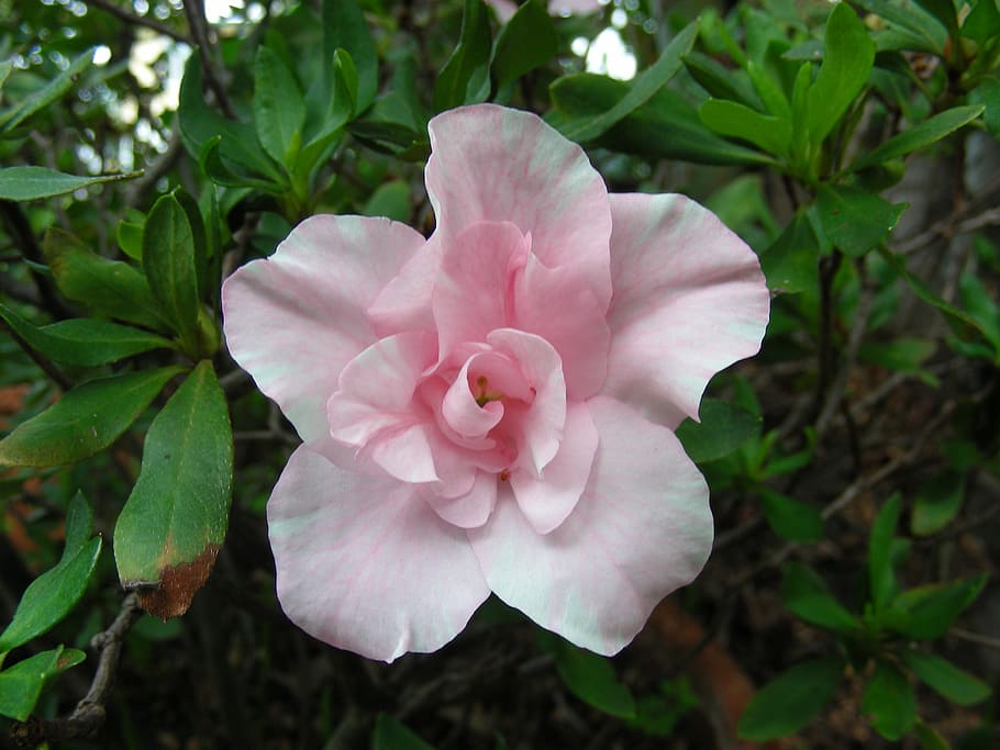 closeup, pink, petaled flower, azalea, pink azalea, pale pink azalea, pink flower, pink flowers, pale pink, pale pink flower