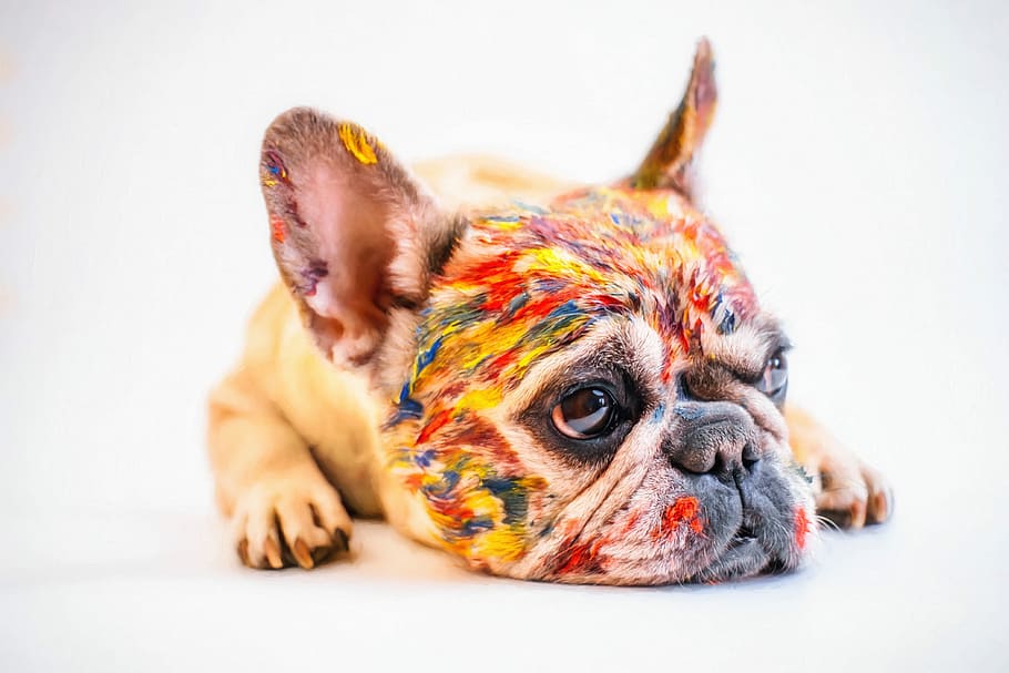 multicolor, perro, acostado, piso, lindo, mascota, diversión, pequeño, bulldog francés, pintura