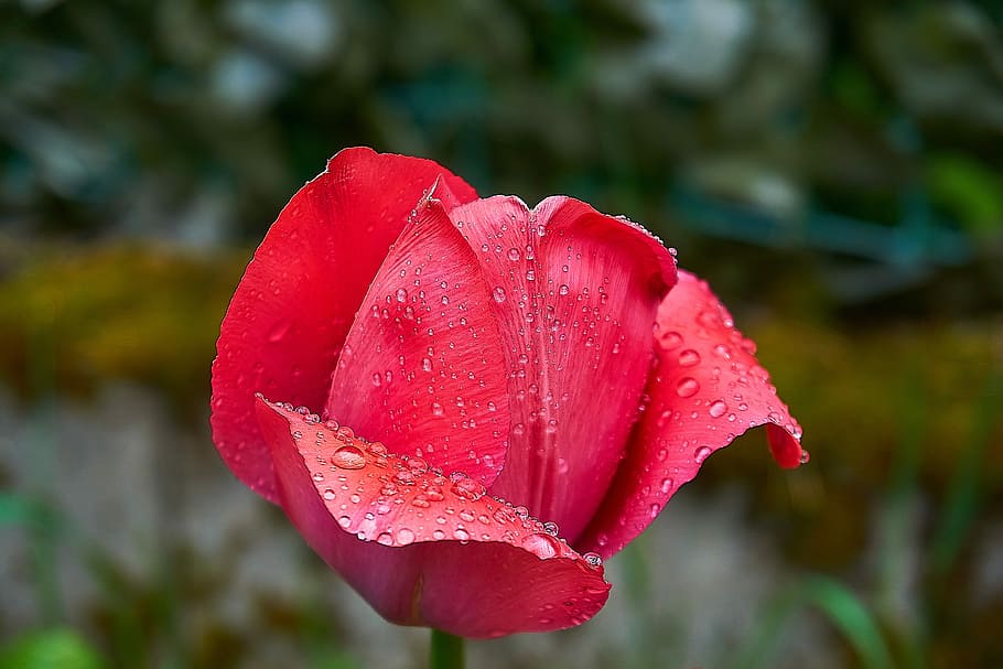 tulip, tulpenbluete, kuncup, bunga musim semi, frühlingsanfang, warna-warni, bunga, merah, warna, warna musim semi