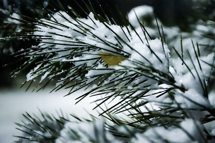 nieve, pino, hoja, invierno, Navidad, bosque, naturaleza, hojas perennes, blanco, café