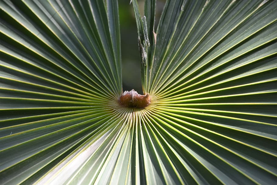 palma, tropical, naturaleza, hoja, planta, exótico, fotograma completo, parte de la planta, crecimiento, color verde