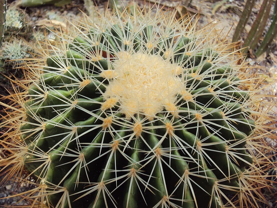 cactus, thorns, nature, garden, plants, vegetation, thorn, succulent Plant, desert, close-up
