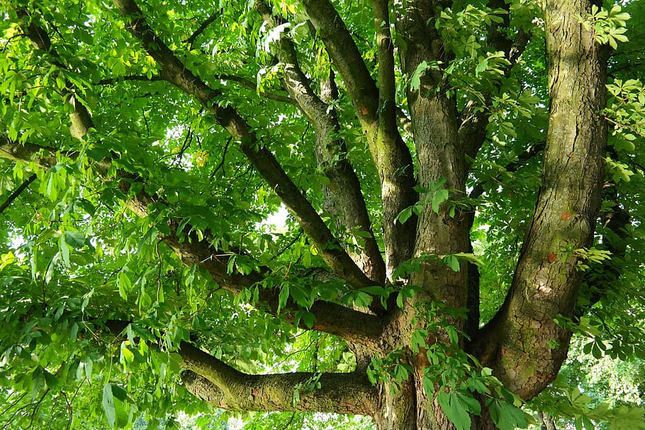 chestnut, buckeye, tree, branches, aesthetic, massive, powerful, large, chestnut leaves, leaves