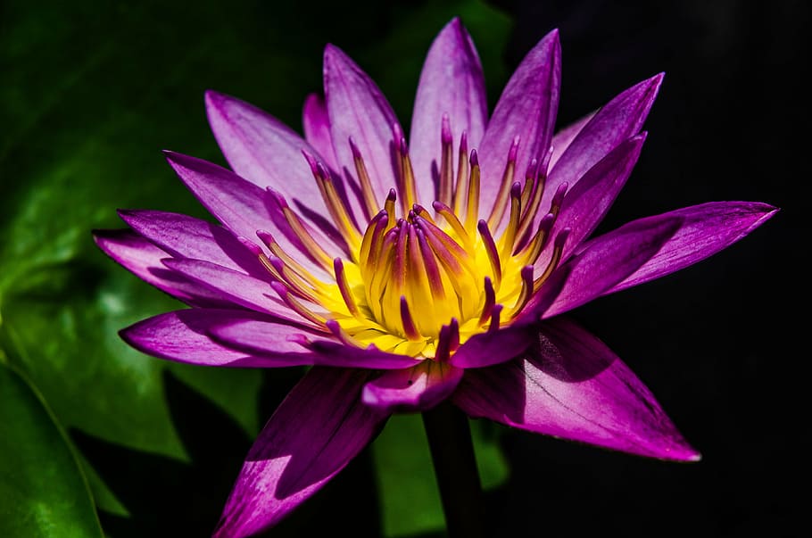 purple, water lily flower, closeup, photography, water lily, pretty purple water lily, waterlily, flower, garden, lake