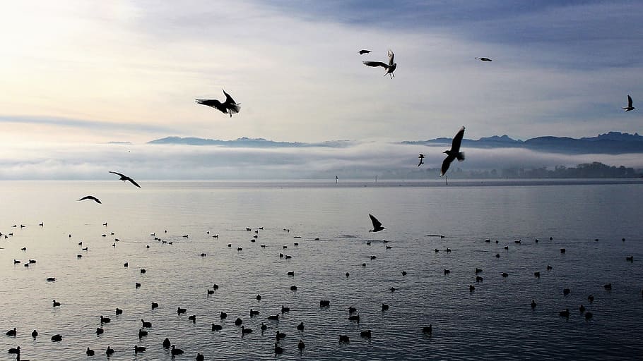 Pájaro, cuerpo, agua, pájaros, lago, mañana, parte monolítica de las aguas, cielo, gaviota, la costa
