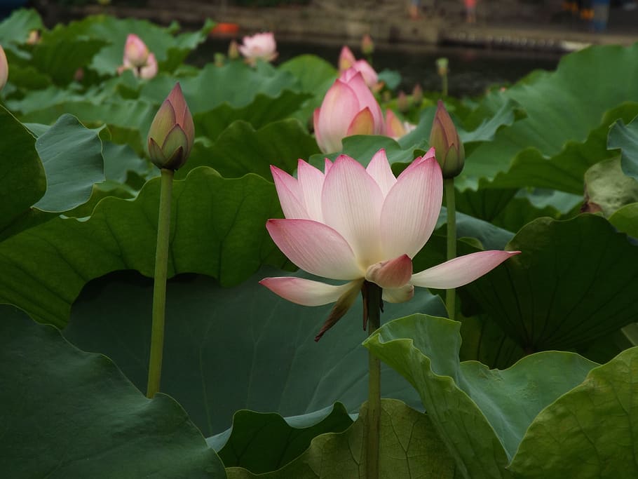 lotus, dragon boat festival, noble, flower, flowering plant, beauty in nature, water lily, leaf, petal, plant