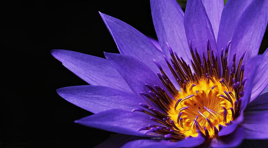 closeup, photography, purple, petaled flower, focus, flower, water lily, nuphar lutea, aquatic plant, blossom