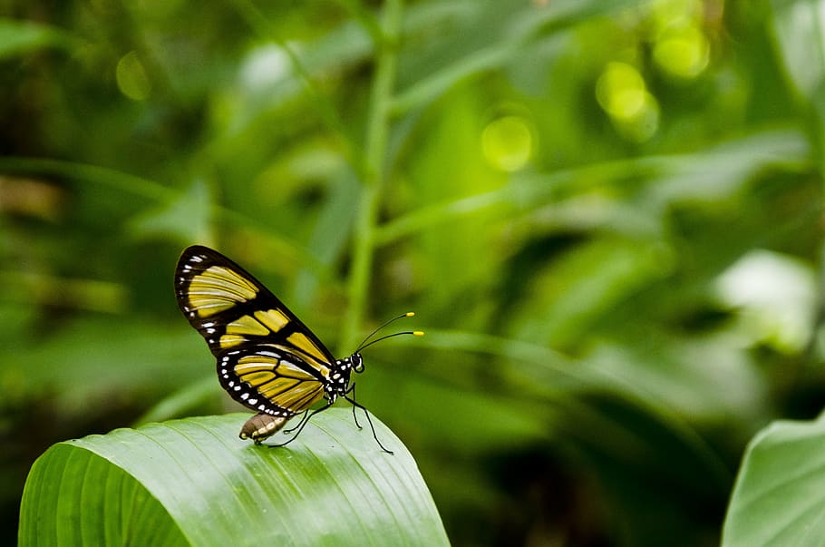 close-up photo, yellow, black, butterfly perching, green, leaf, daytime, butterfly, anima, nature