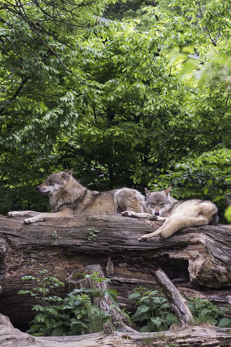 berbaring, batang kayu, serigala, serigala Eropa, canis lupus, predator, hewan dua serigala, tidak aktif, musim panas, pohon