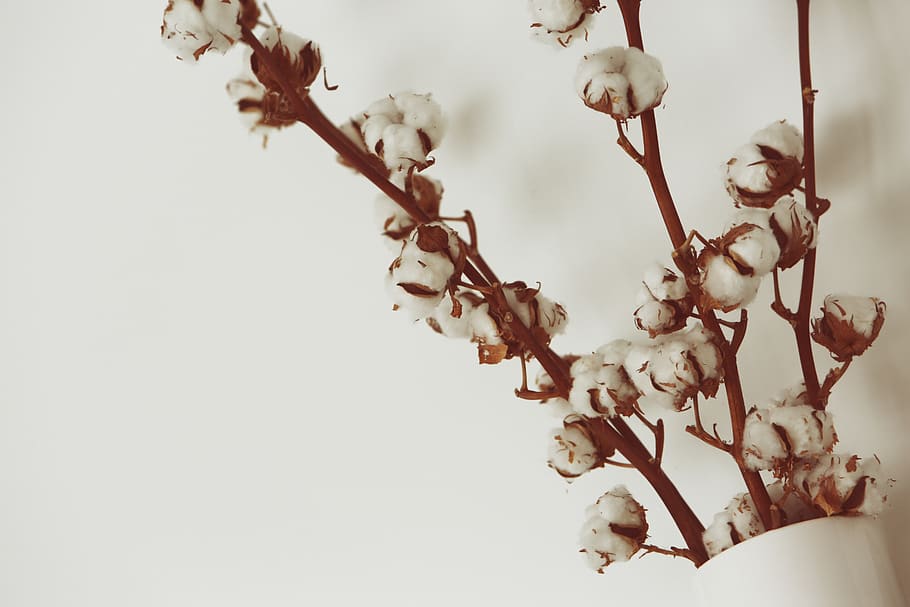 algodão, flores, vaso, branco, decoração, flor, planta, planta com flor, frescura, ramo