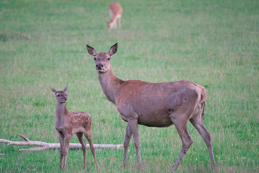 roe deer, fawn, doe, young deer, wild, kitz, nature, young, cute, mammal